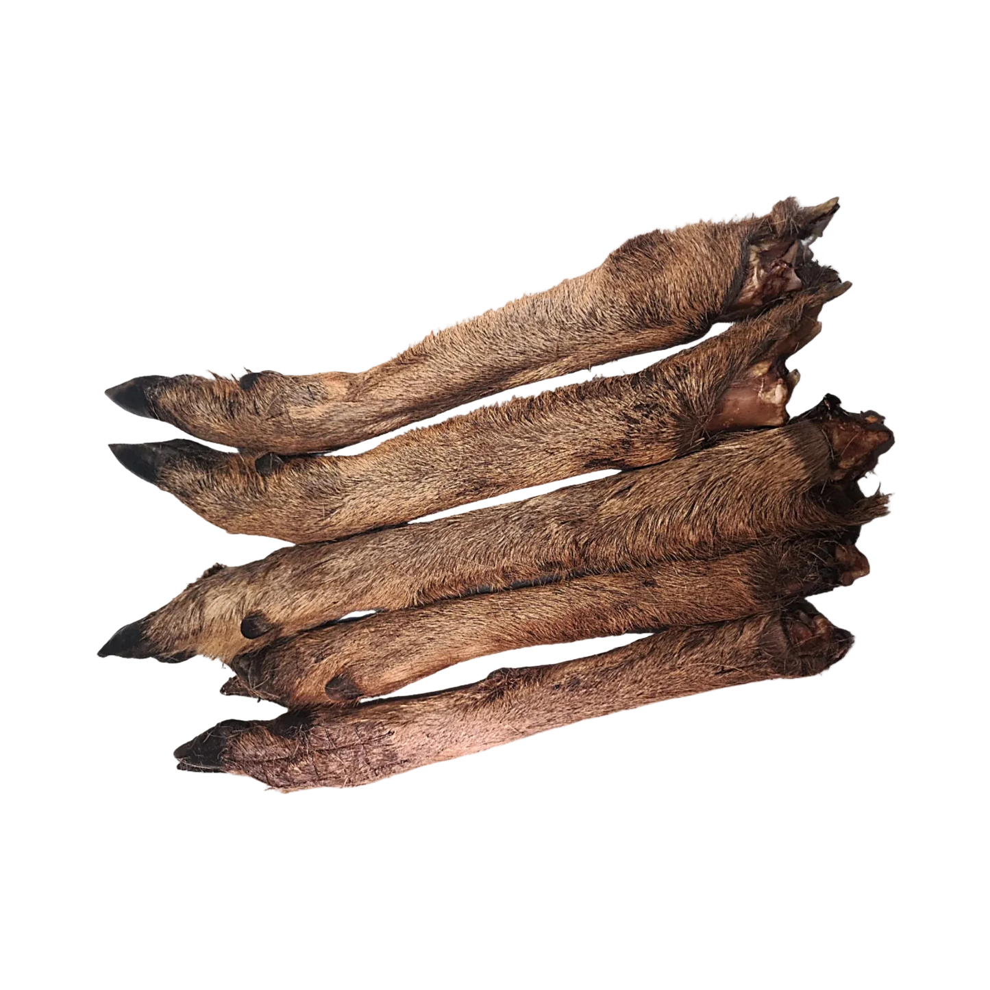 Small Deer Leg