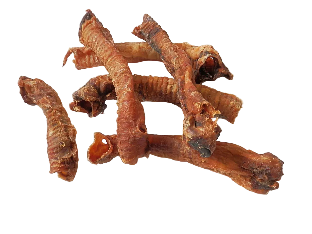 Lamb trachea
