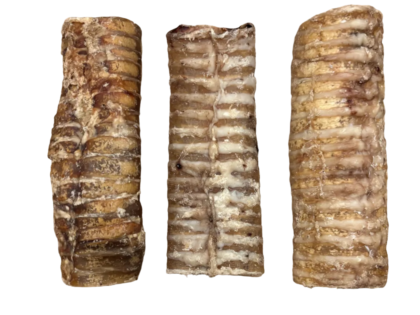 Buffalo trachea 15cm