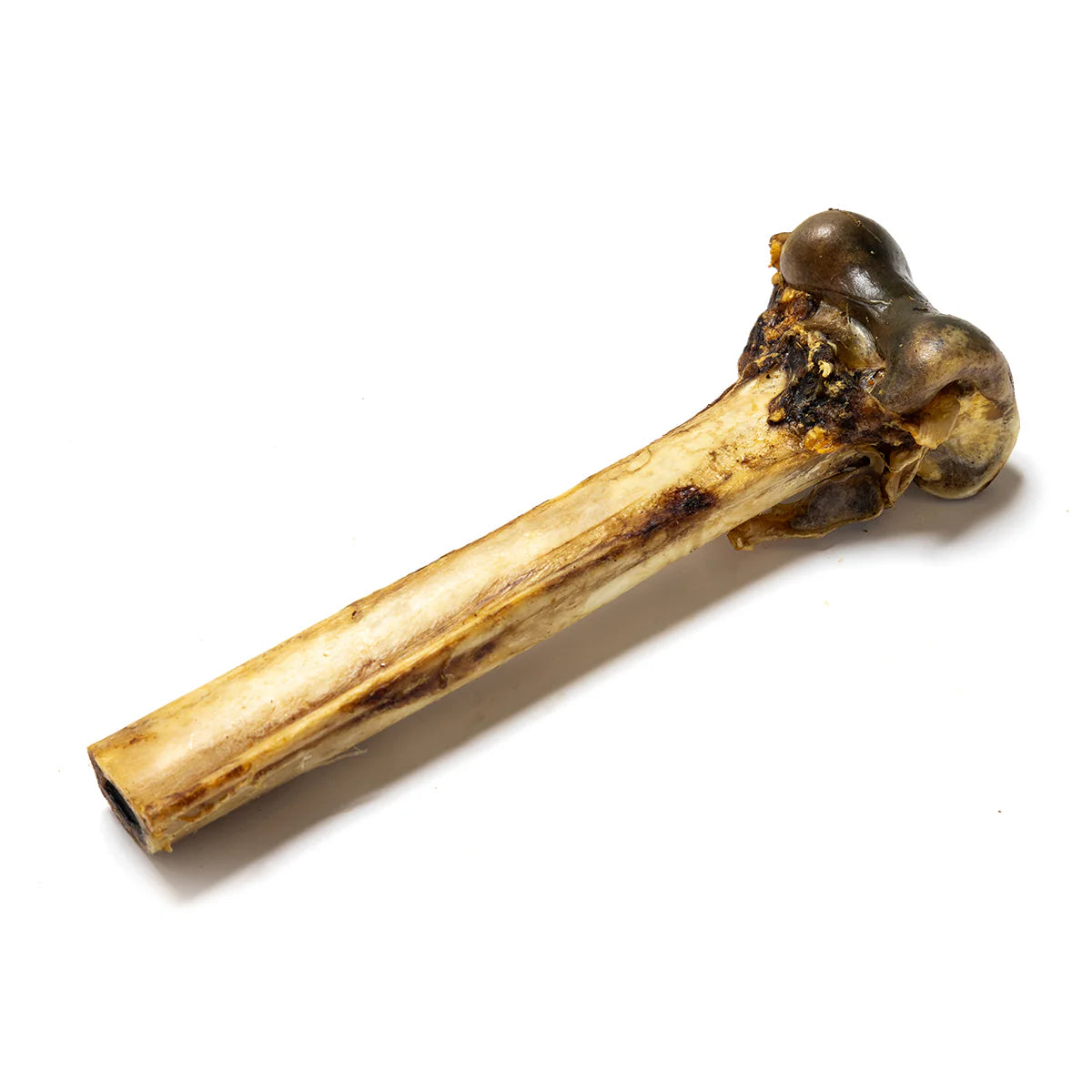 Large Ostrich bone