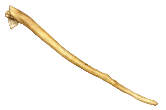 XXL Buffalo tail